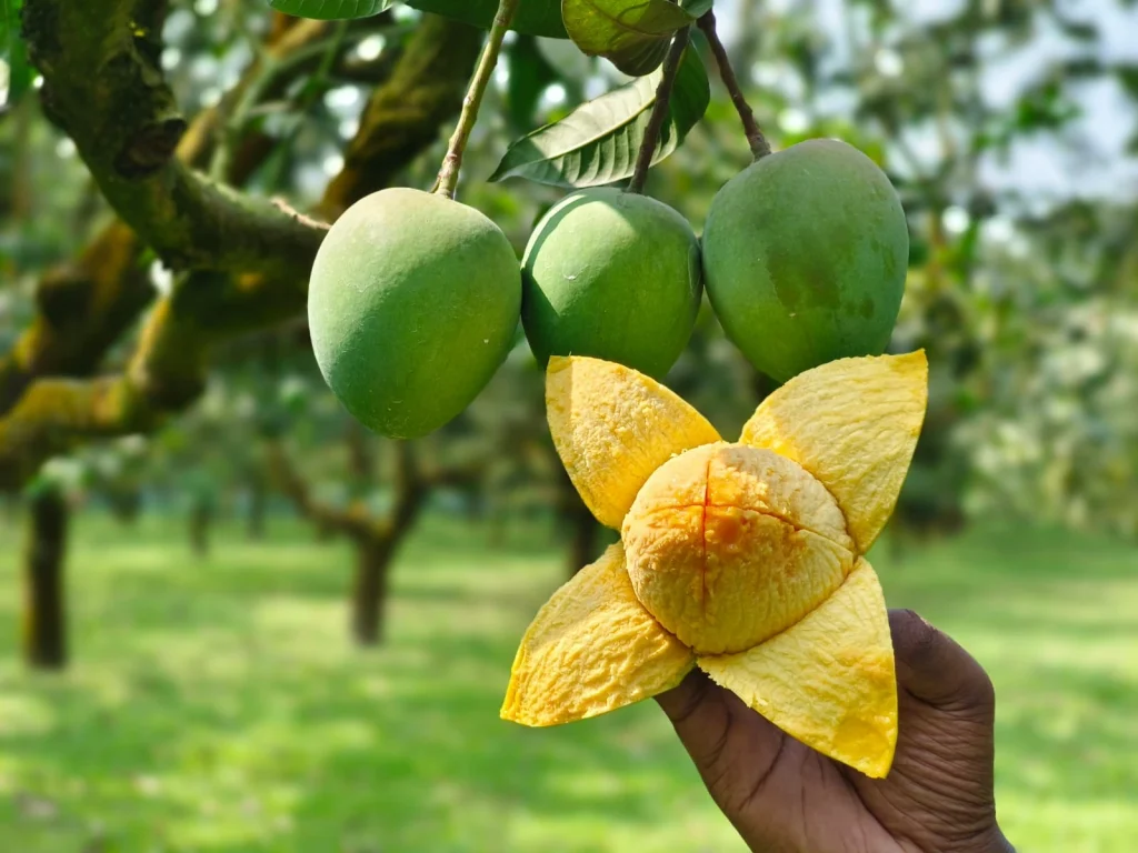 হাড়িভাঙ্গা আম-(২২ কেজি)