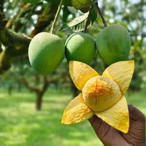 হাড়িভাঙ্গা আম-(২২ কেজি)