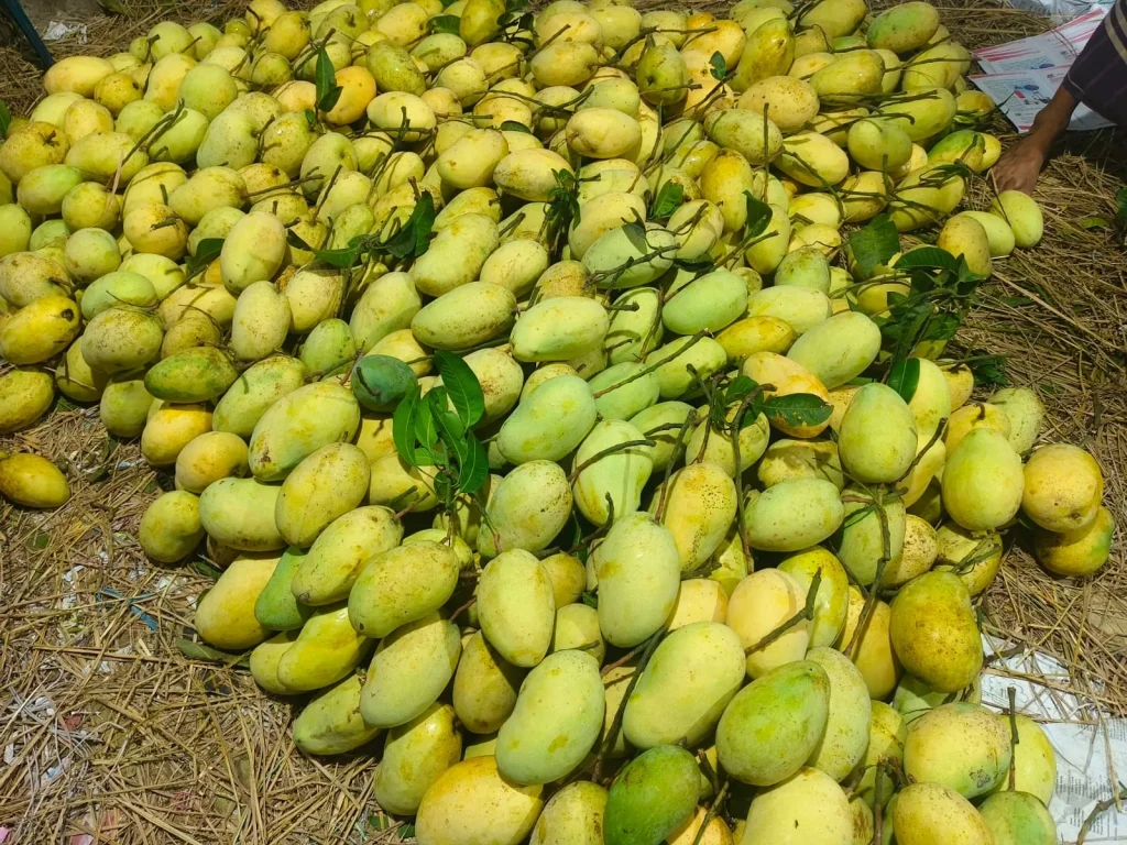ফজলি আম- ১০ কেজির প্যাকেজ