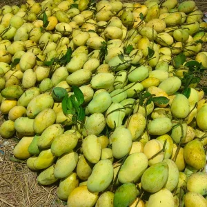 ফজলি আম- ২০ কেজি প্যাকেজ
