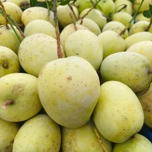 গৌড়মতি আম (২০কেজি)