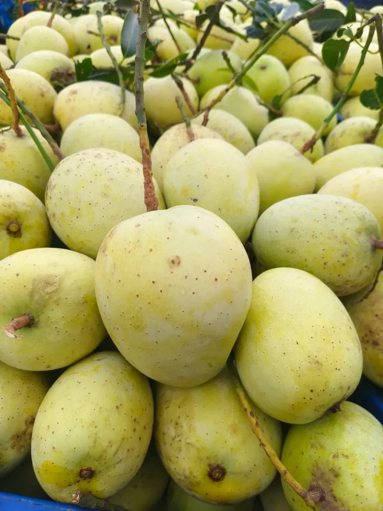 গৌড়মতি আম (১০কেজি)