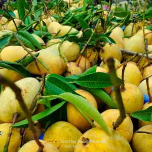 কাটিমন আম (২০কেজির প্যাকেজ)